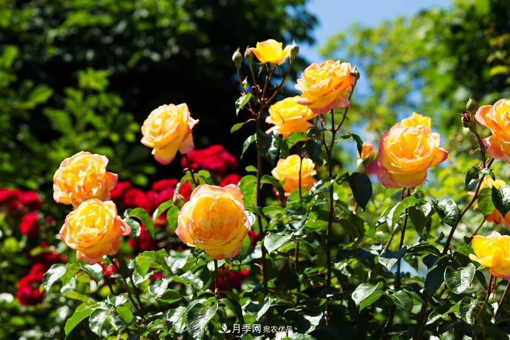 月季花夏季的修剪、施肥和防治病蟲(chóng)害攻略，遠離紅蜘蛛黑斑病(圖7)