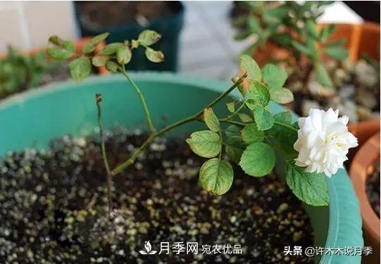 月季打頂是什么意思？教你正確打頂，苗更壯長(cháng)更快花更多(圖3)