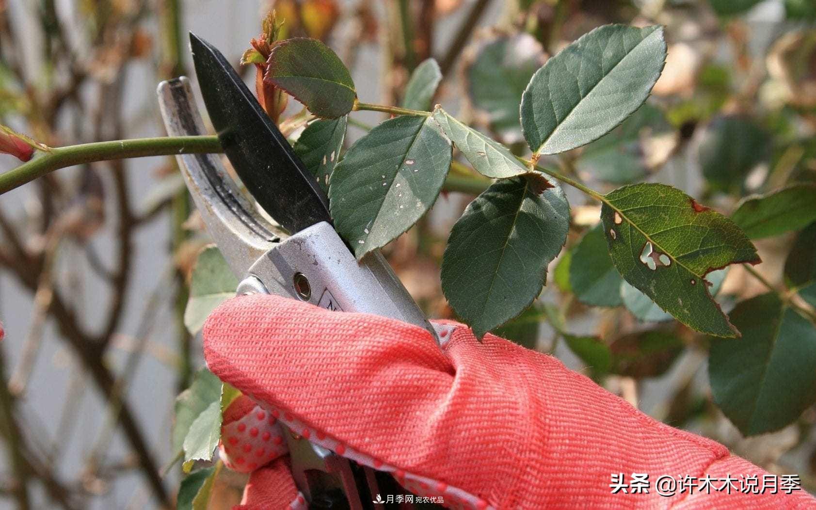 月季打頂是什么意思？教你正確打頂，苗更壯長(cháng)更快花更多(圖2)