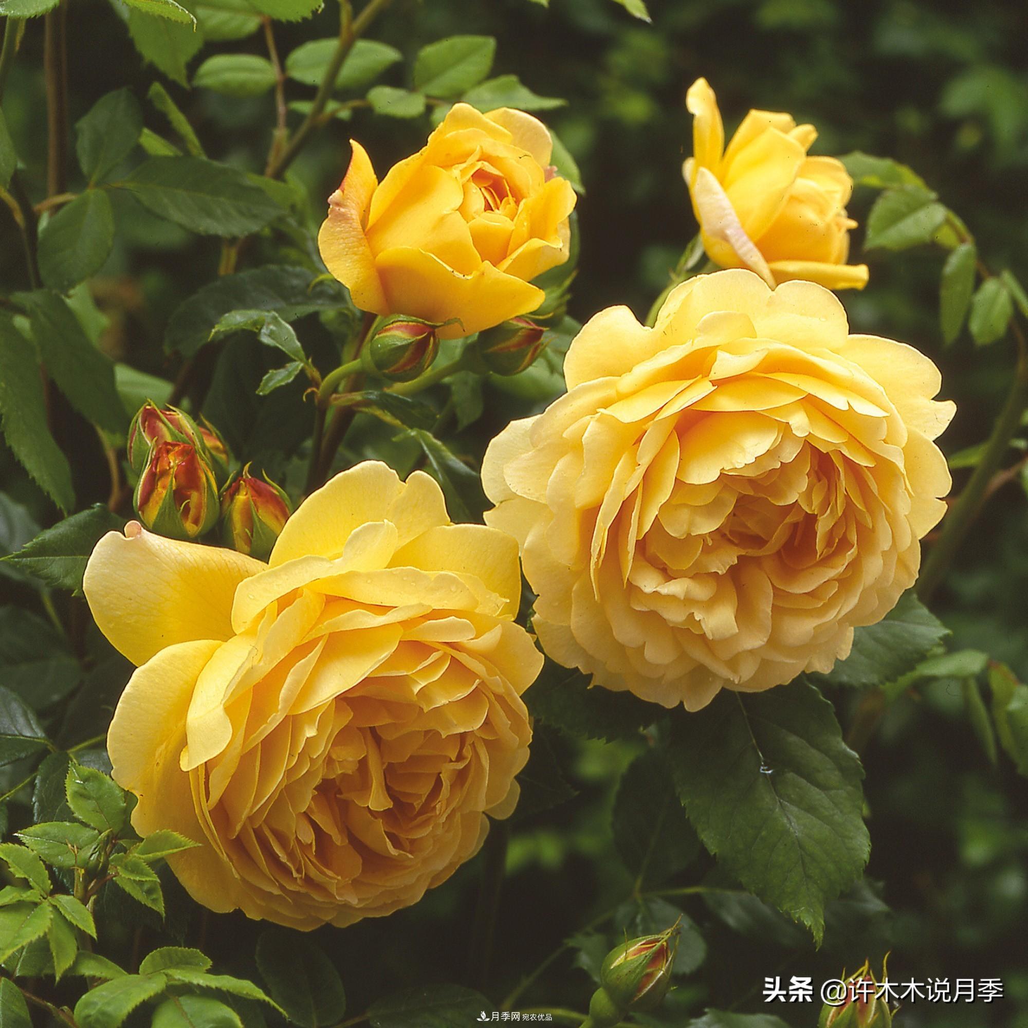 月季打頂是什么意思？教你正確打頂，苗更壯長(cháng)更快花更多(圖1)