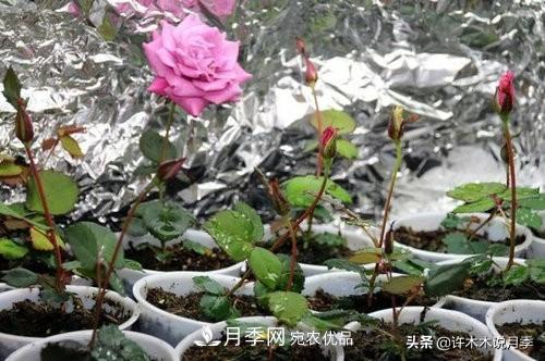 月季打頂是什么意思？教你正確打頂，苗更壯長(cháng)更快花更多(圖4)