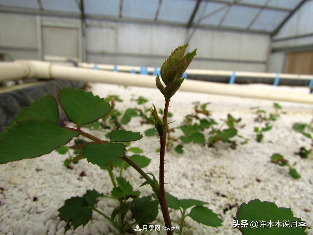 月季打頂是什么意思？教你正確打頂，苗更壯長(cháng)更快花更多(圖5)