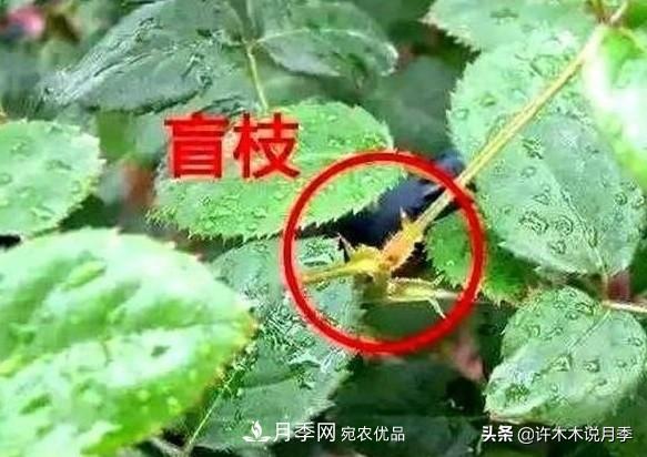 月季打頂是什么意思？教你正確打頂，苗更壯長(cháng)更快花更多(圖6)