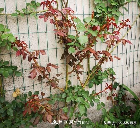 月季打頂是什么意思？教你正確打頂，苗更壯長(cháng)更快花更多(圖9)