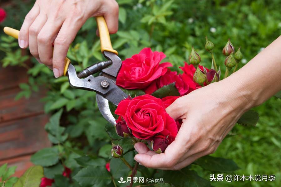 月季打頂是什么意思？教你正確打頂，苗更壯長(cháng)更快花更多(圖10)
