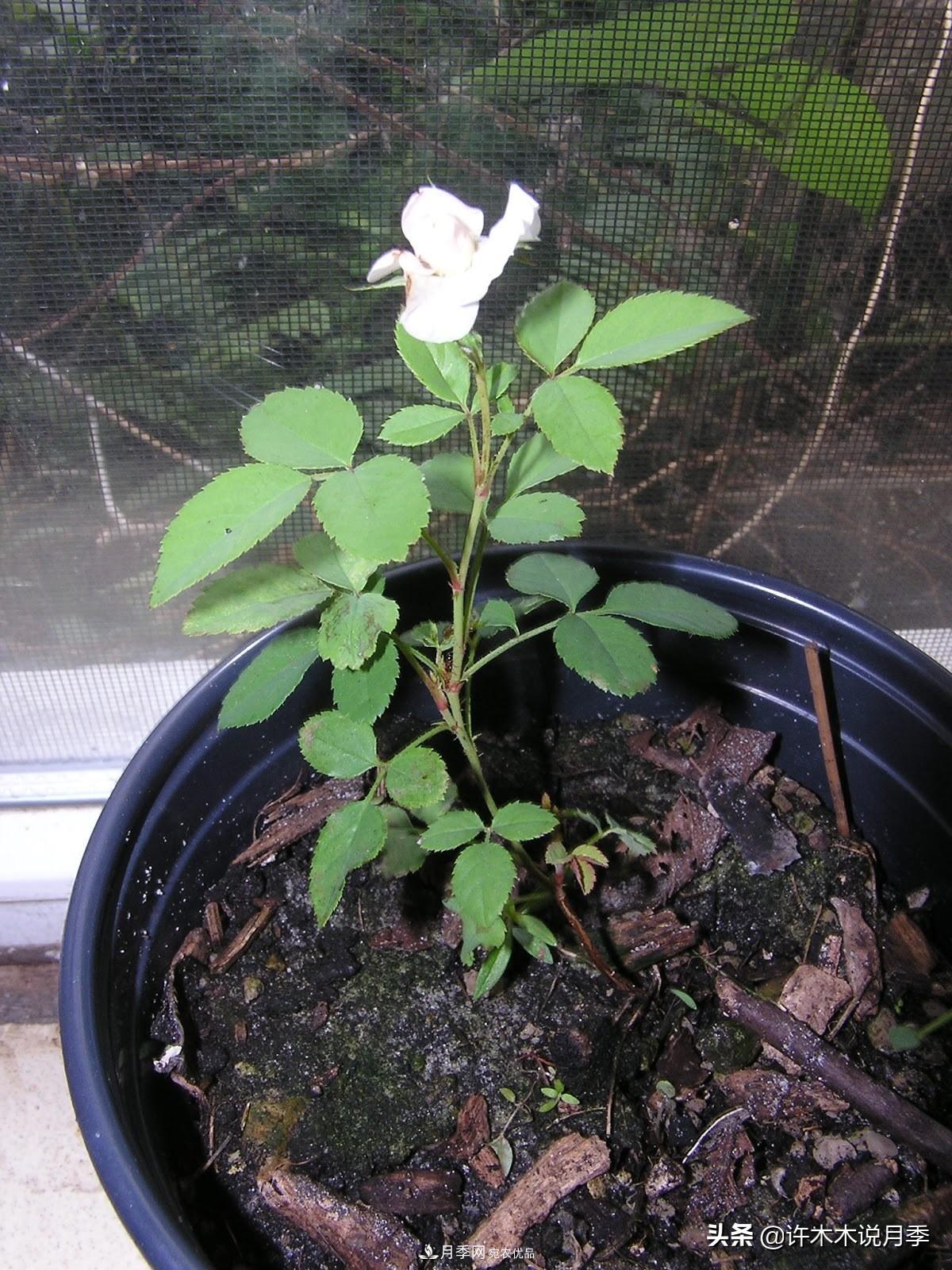 月季打頂是什么意思？教你正確打頂，苗更壯長(cháng)更快花更多(圖13)