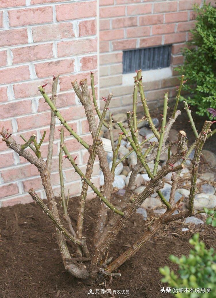 月季打頂是什么意思？教你正確打頂，苗更壯長(cháng)更快花更多(圖14)