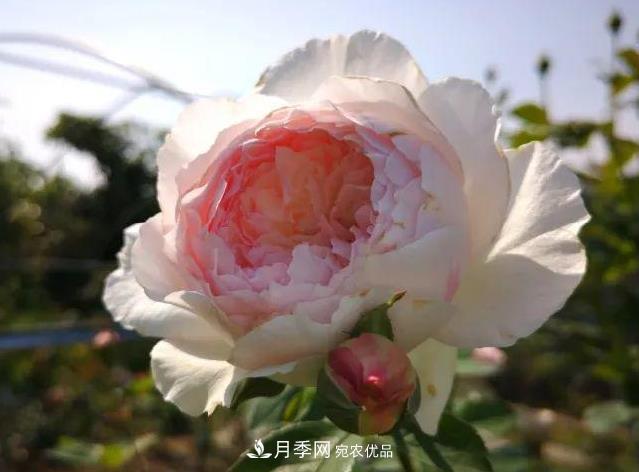 月季入秋修剪正當時(shí)，2種株型3種剪法，月季秋剪不犯難！(圖1)