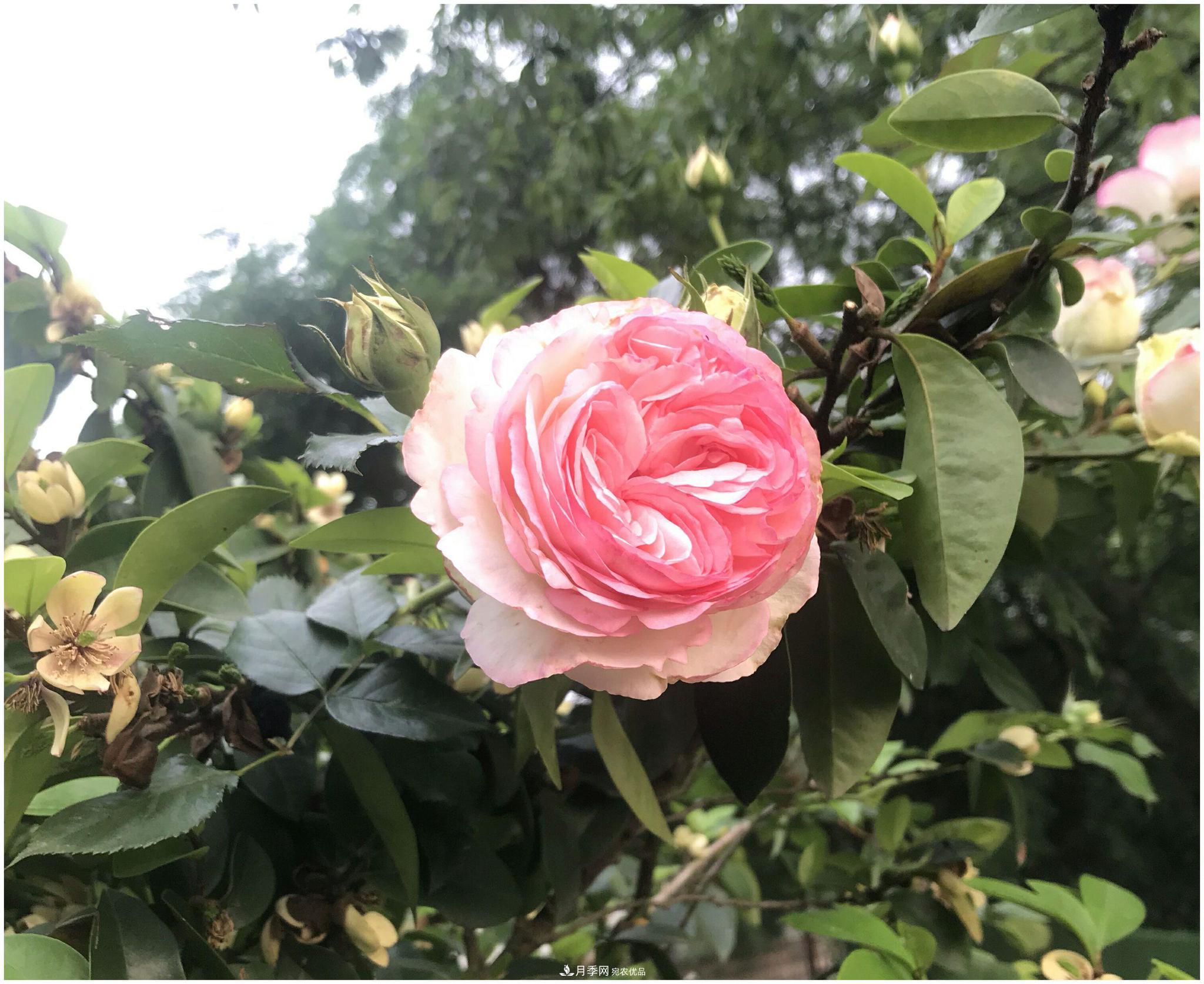 誰(shuí)說(shuō)月光族就不配養花？這20種月季花月薪3000也能養(圖2)