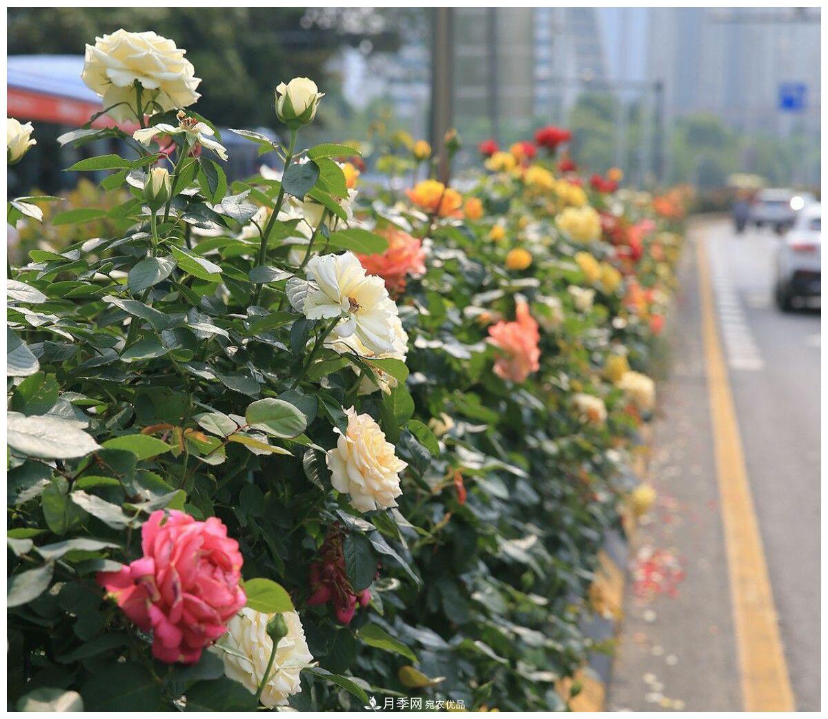 誰(shuí)說(shuō)月光族就不配養花？這20種月季花月薪3000也能養(圖3)