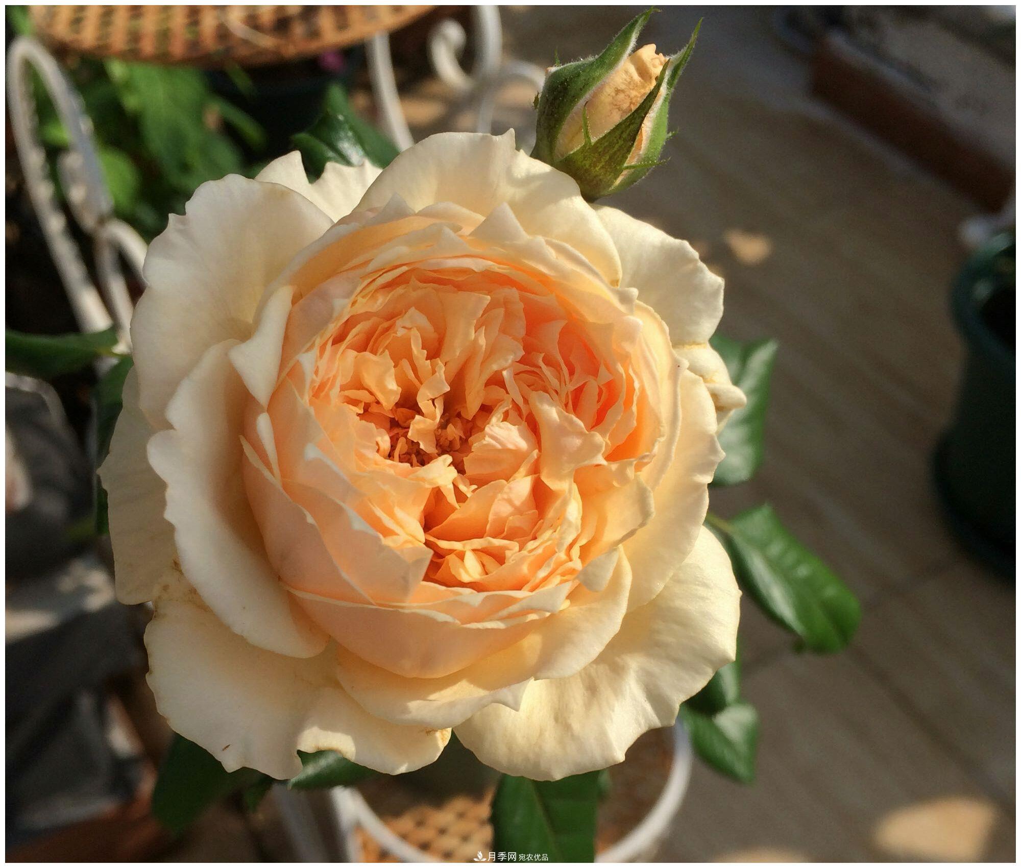 誰(shuí)說(shuō)月光族就不配養花？這20種月季花月薪3000也能養(圖6)