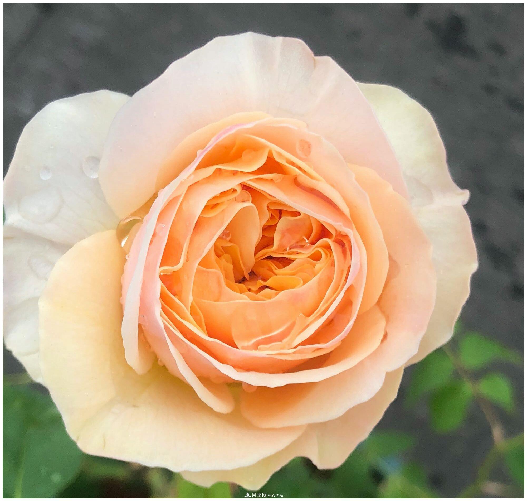誰(shuí)說(shuō)月光族就不配養花？這20種月季花月薪3000也能養(圖5)