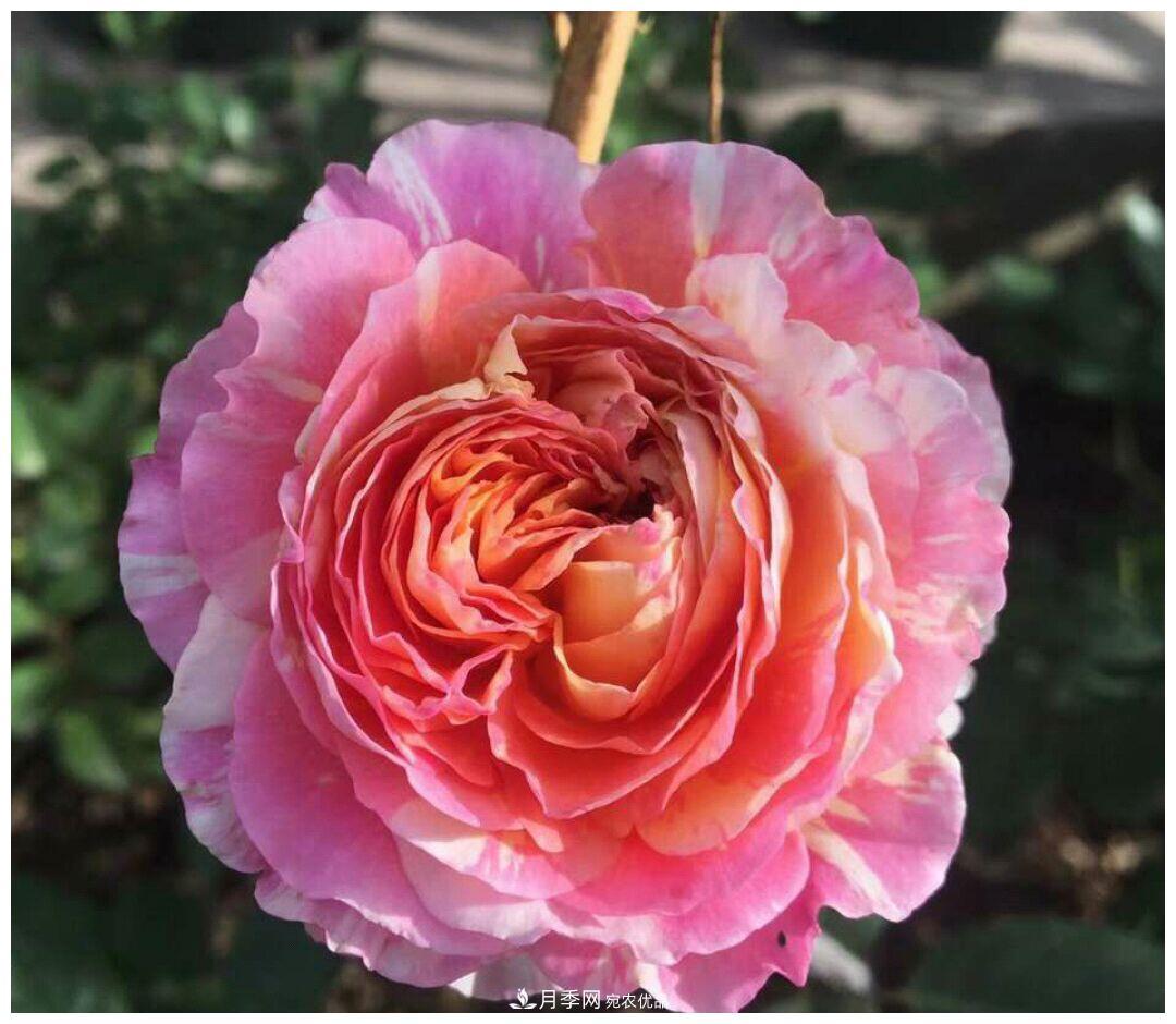 誰(shuí)說(shuō)月光族就不配養花？這20種月季花月薪3000也能養(圖7)