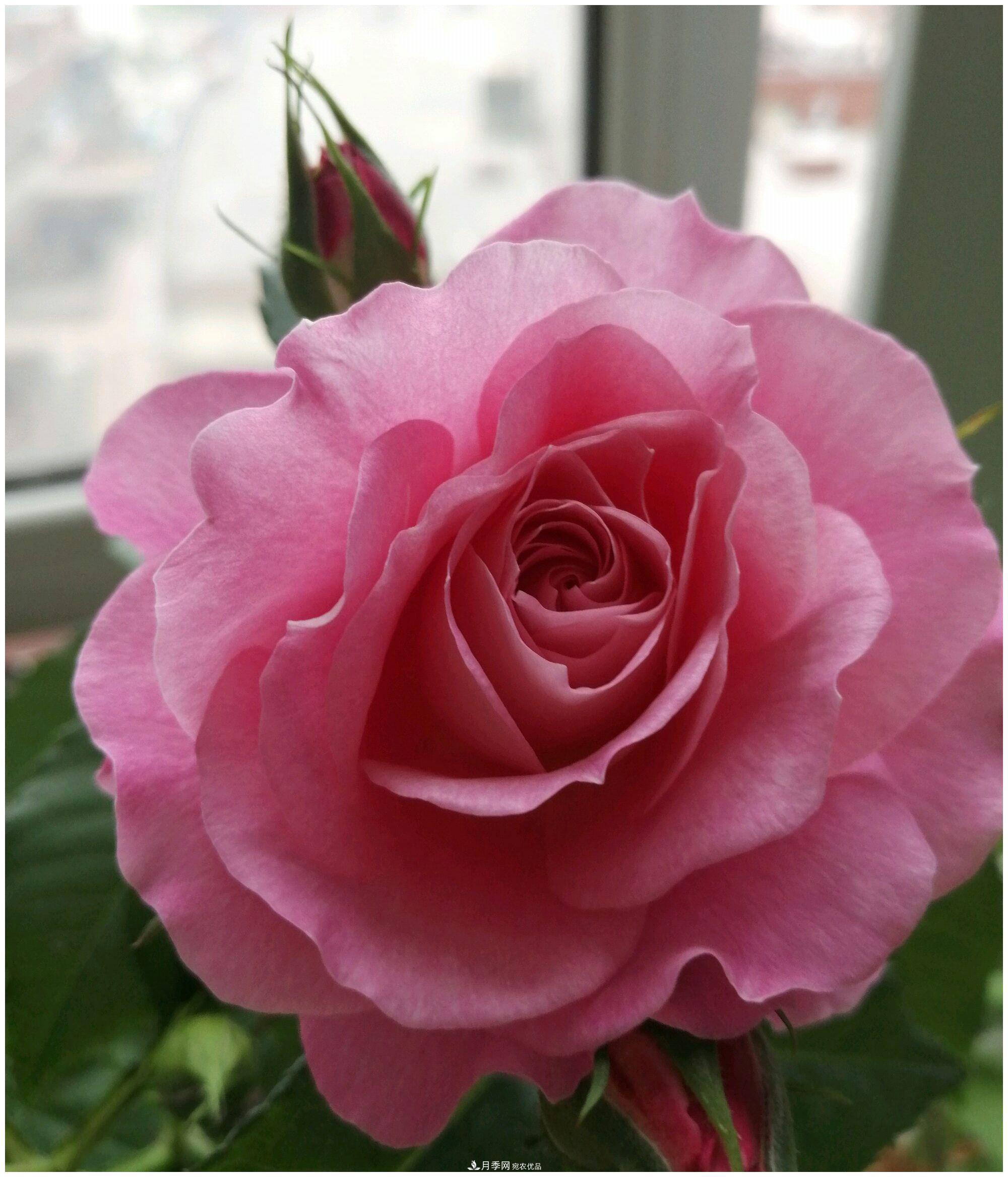 誰(shuí)說(shuō)月光族就不配養花？這20種月季花月薪3000也能養(圖9)