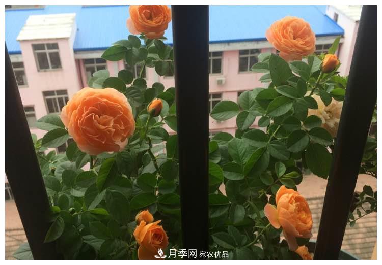 誰(shuí)說(shuō)月光族就不配養花？這20種月季花月薪3000也能養(圖12)