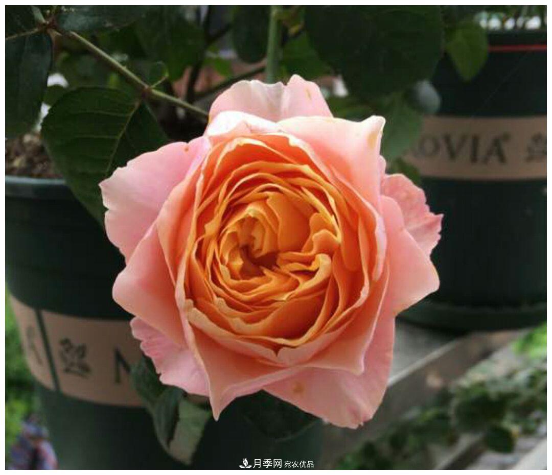 誰(shuí)說(shuō)月光族就不配養花？這20種月季花月薪3000也能養(圖13)