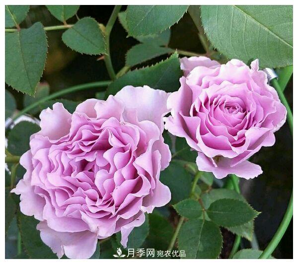 誰(shuí)說(shuō)月光族就不配養花？這20種月季花月薪3000也能養(圖11)