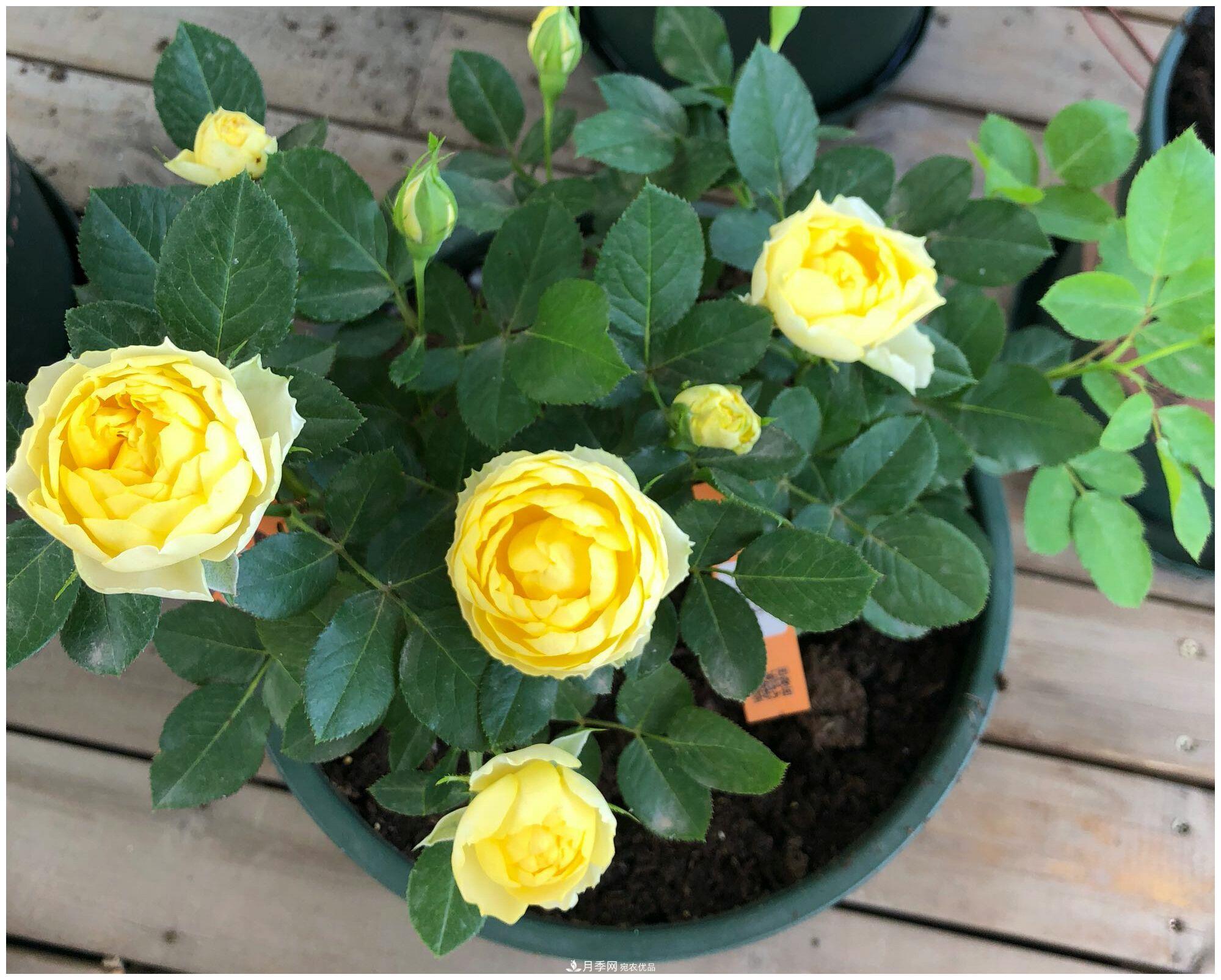 誰(shuí)說(shuō)月光族就不配養花？這20種月季花月薪3000也能養(圖14)