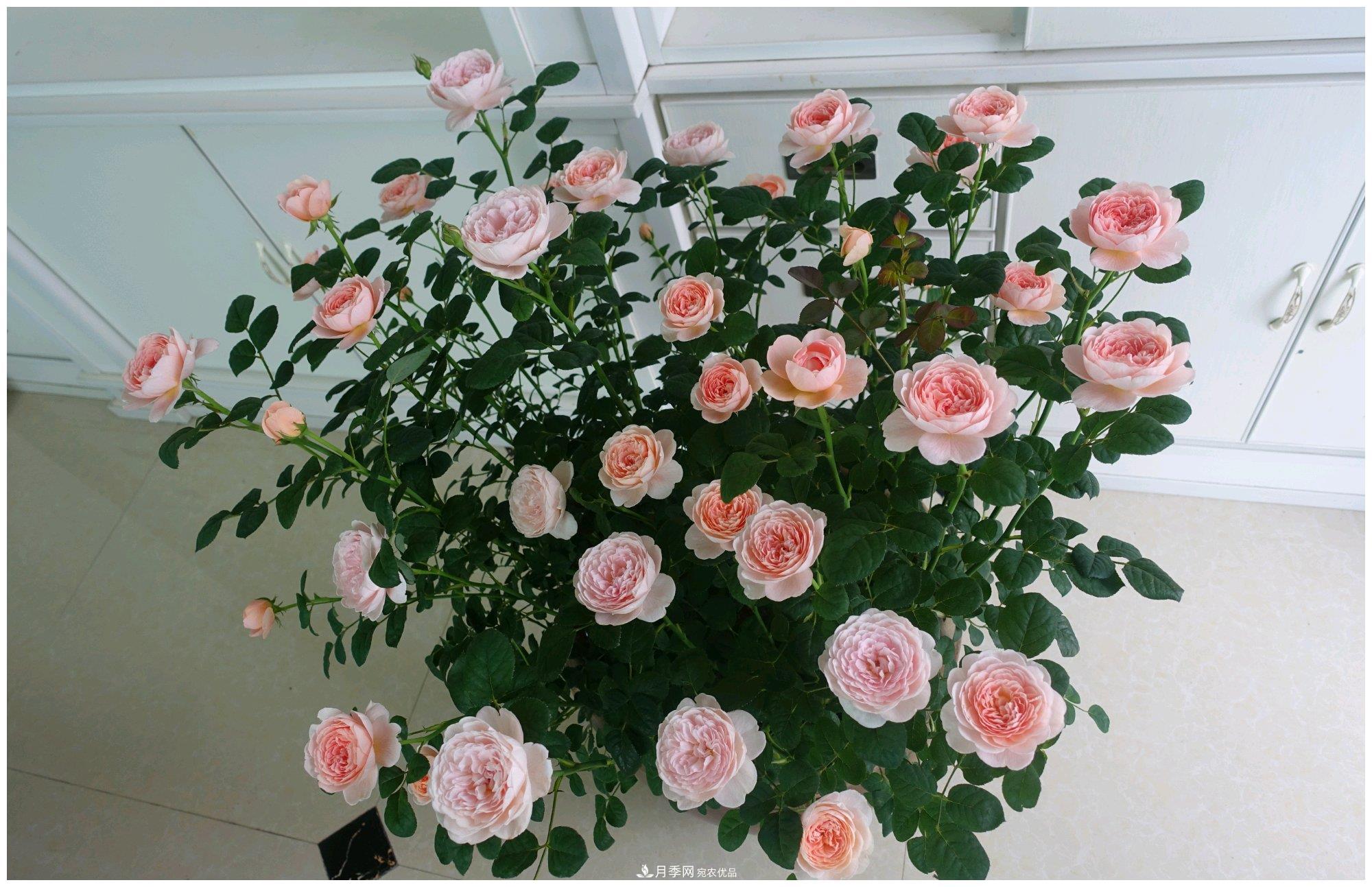 誰(shuí)說(shuō)月光族就不配養花？這20種月季花月薪3000也能養(圖15)