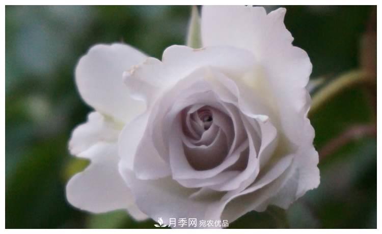 誰(shuí)說(shuō)月光族就不配養花？這20種月季花月薪3000也能養(圖16)