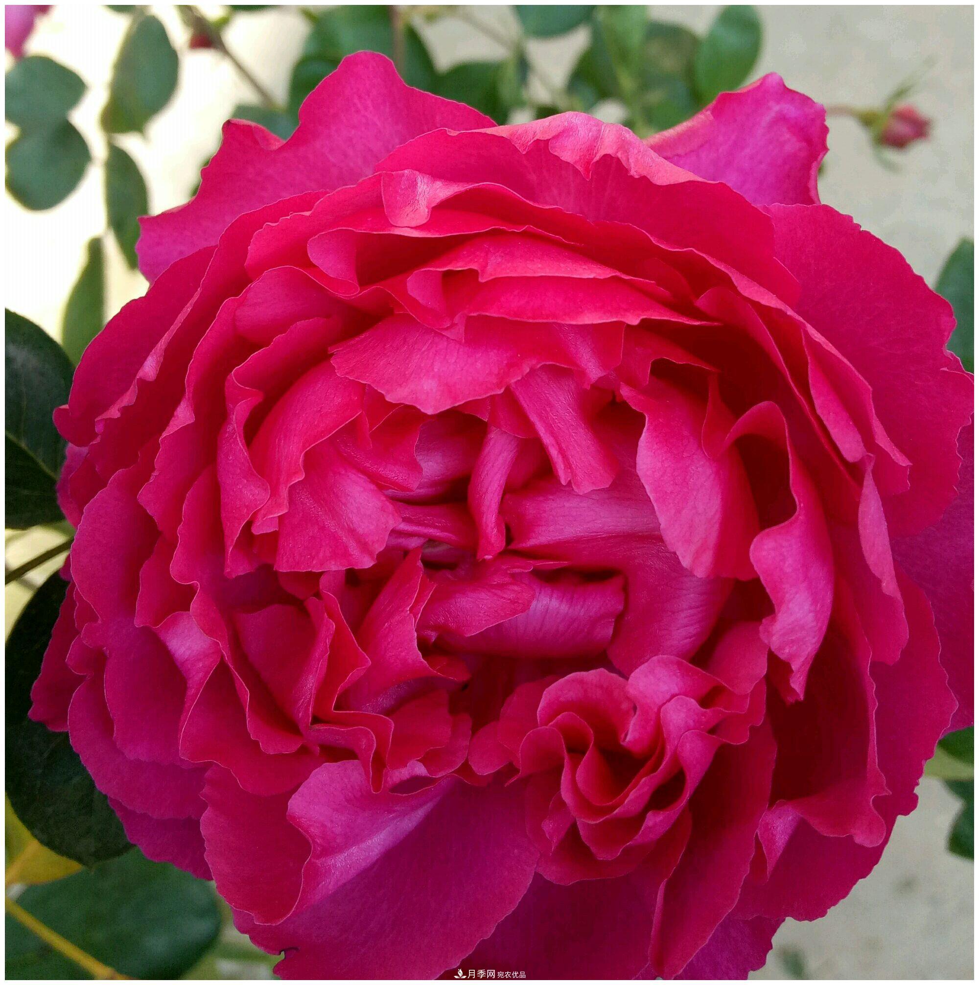誰(shuí)說(shuō)月光族就不配養花？這20種月季花月薪3000也能養(圖19)