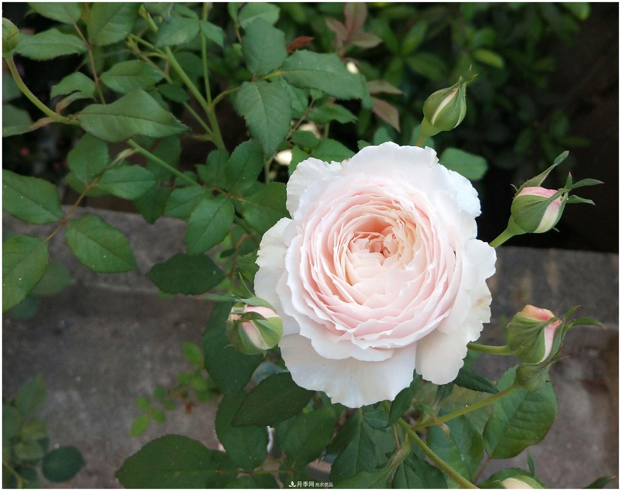 誰(shuí)說(shuō)月光族就不配養花？這20種月季花月薪3000也能養(圖20)