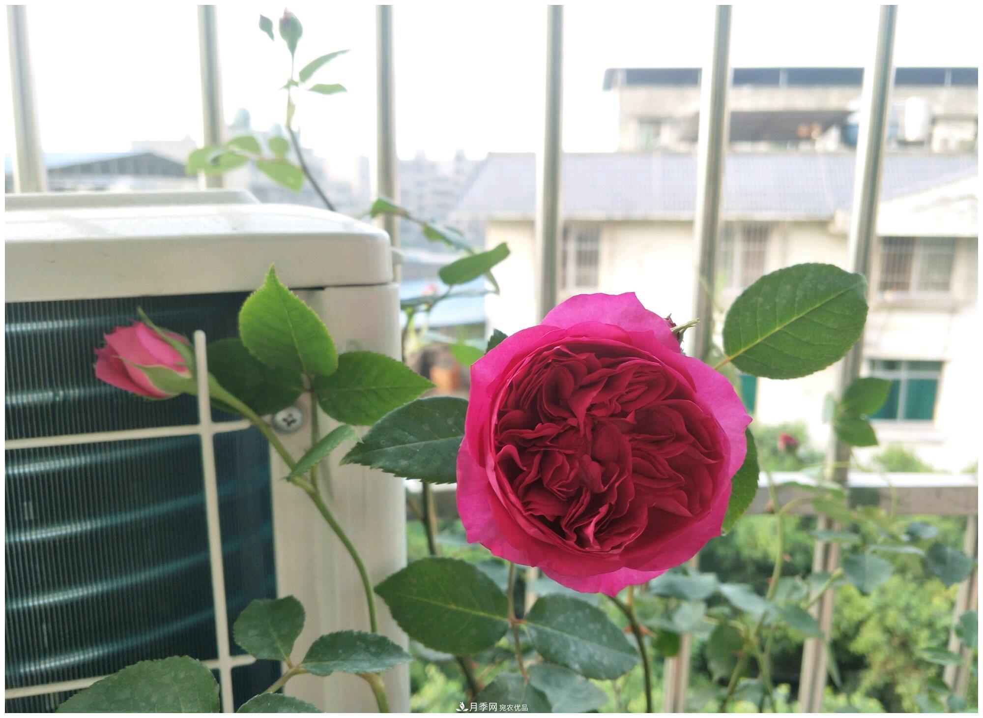 誰(shuí)說(shuō)月光族就不配養花？這20種月季花月薪3000也能養(圖21)