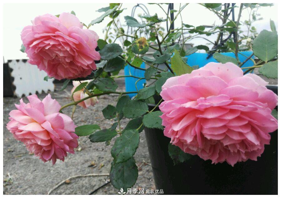 誰(shuí)說(shuō)月光族就不配養花？這20種月季花月薪3000也能養(圖24)