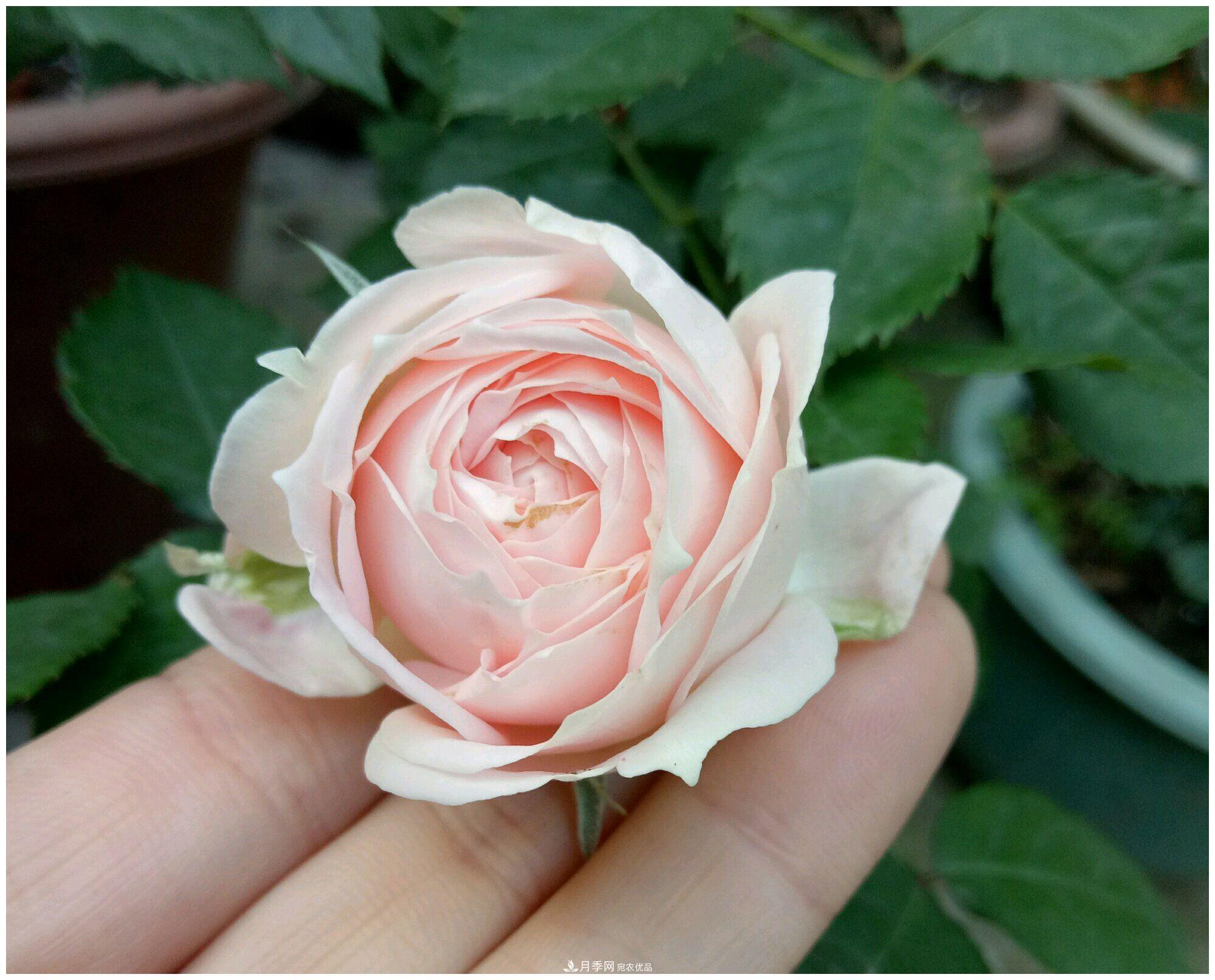 誰(shuí)說(shuō)月光族就不配養花？這20種月季花月薪3000也能養(圖23)