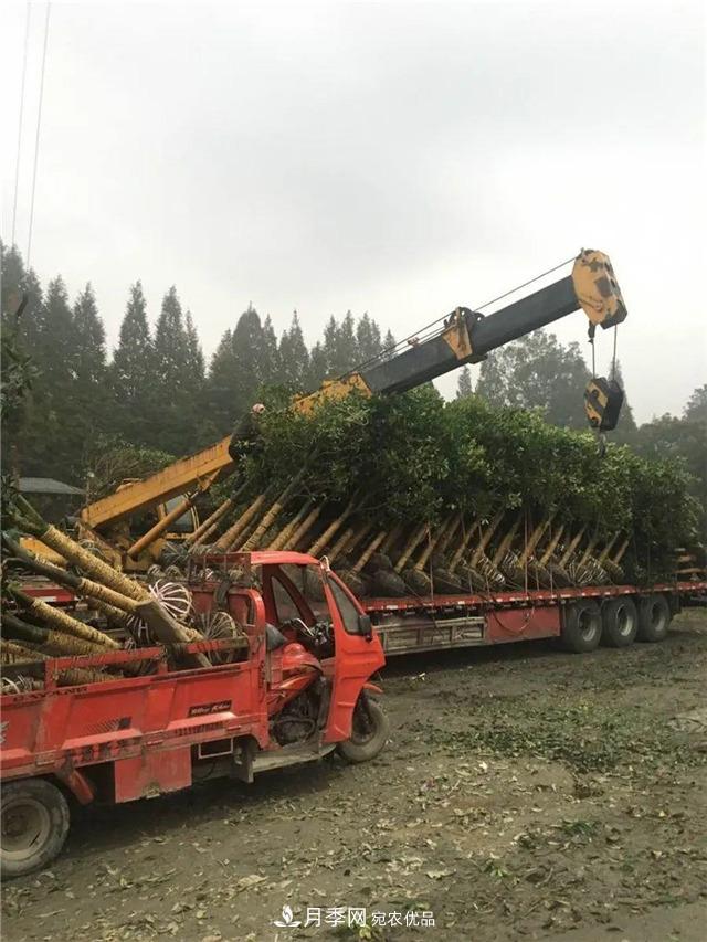 先抑后揚，上半年四川溫江的花木賣(mài)了12億(圖1)