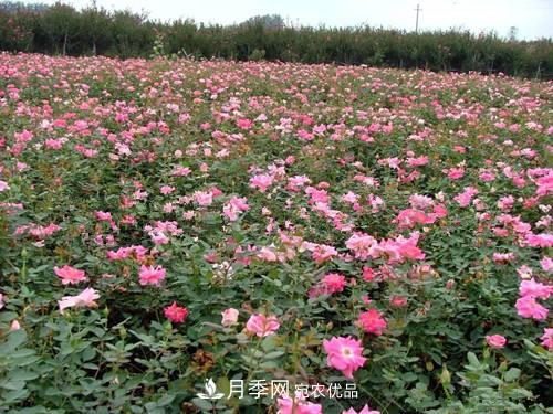 影響南陽(yáng)豐花月季生長(cháng)的因素有哪些？(圖1)