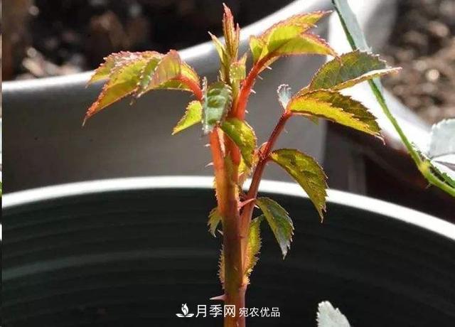 月季總黃葉？避開(kāi)這“三個(gè)誤區”，15天憋出一圈筍芽，花開(kāi)小半年(圖3)