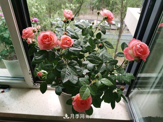 月季總黃葉？避開(kāi)這“三個(gè)誤區”，15天憋出一圈筍芽，花開(kāi)小半年(圖2)