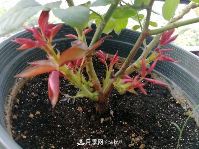 月季總黃葉？避開(kāi)這“三個(gè)誤區”，15天憋出一圈筍芽，花開(kāi)小半年(圖4)