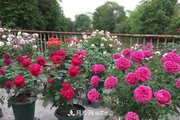 養月季，澆水很關(guān)鍵，學(xué)會(huì )這2個(gè)“竅門(mén)”，枝繁葉茂花滿(mǎn)枝(圖4)