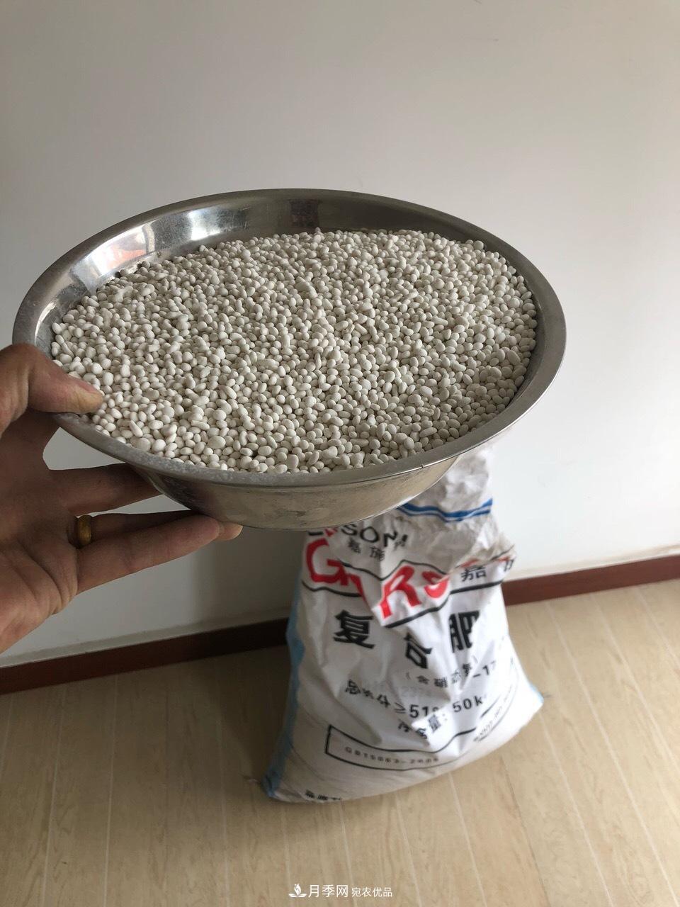 養月季花必備“3種肥”，每月花盆撒一點(diǎn)(圖2)