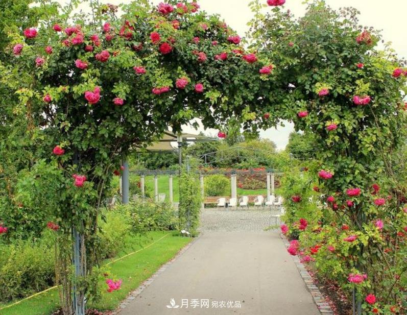 推薦10種紅色系藤本月季，富貴又喜慶，養一棵開(kāi)一片(圖1)