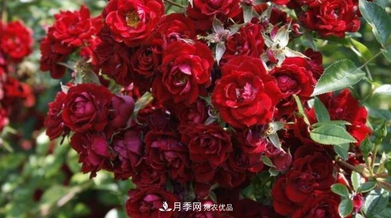 推薦10種紅色系藤本月季，富貴又喜慶，養一棵開(kāi)一片(圖8)