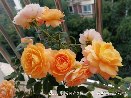 養多少月季，才能實(shí)現切花自由？這3棵就夠了(圖1)