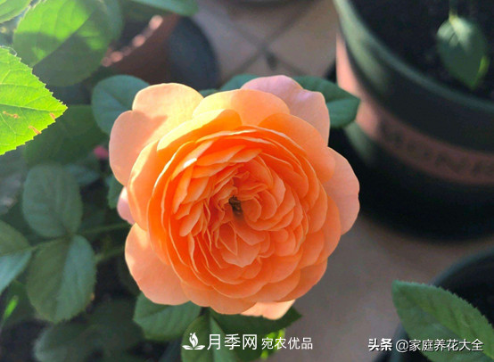 養多少月季，才能實(shí)現切花自由？這3棵就夠了(圖2)