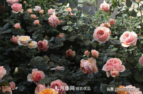 養多少月季，才能實(shí)現切花自由？這3棵就夠了(圖4)