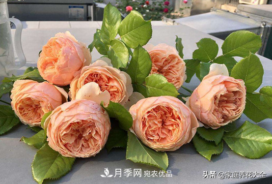 養多少月季，才能實(shí)現切花自由？這3棵就夠了(圖5)