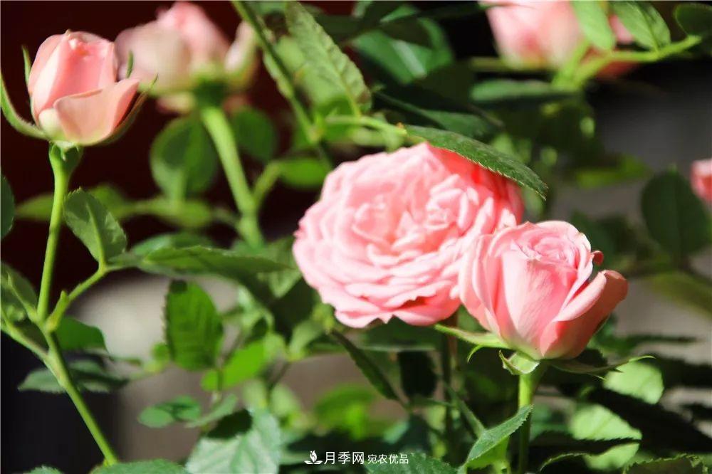 月季為什么一直不開(kāi)花？問(wèn)題出現這里(圖4)