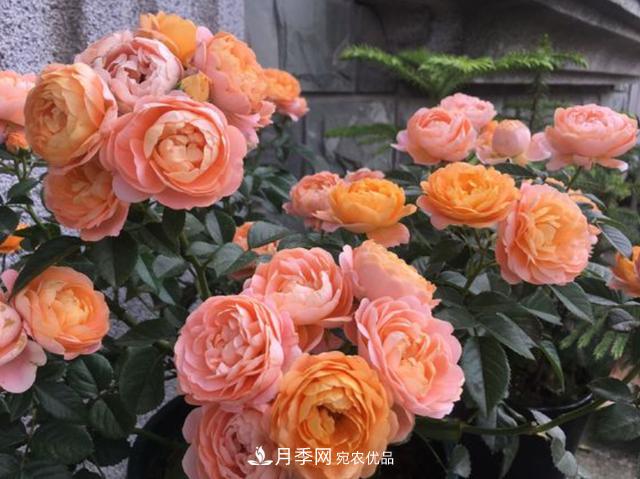 家中養月季花，老是愛(ài)黑桿？原來(lái)是2個(gè)“細節”犯了錯(圖2)
