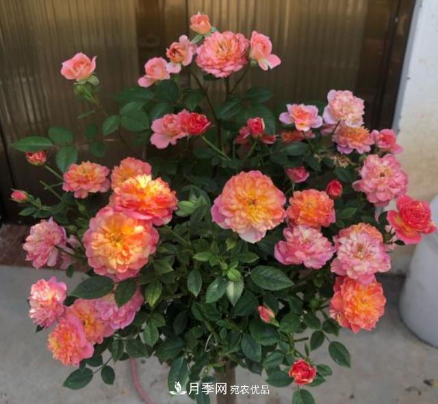 夏季購買(mǎi)月季花，葉片發(fā)黃嘩嘩掉，學(xué)會(huì )1招緩苗，新芽呼呼冒不停(圖2)