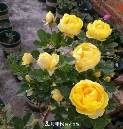 夏季購買(mǎi)月季花，葉片發(fā)黃嘩嘩掉，學(xué)會(huì )1招緩苗，新芽呼呼冒不停(圖3)