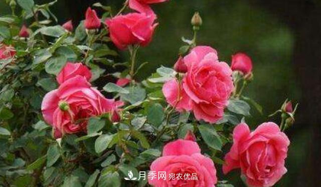 嫁接月季花，注意4個(gè)“要點(diǎn)”，輕松提高成活率(圖1)