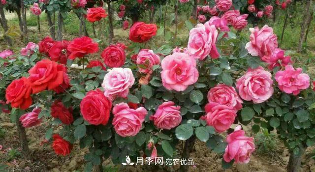 嫁接月季花，注意4個(gè)“要點(diǎn)”，輕松提高成活率(圖3)