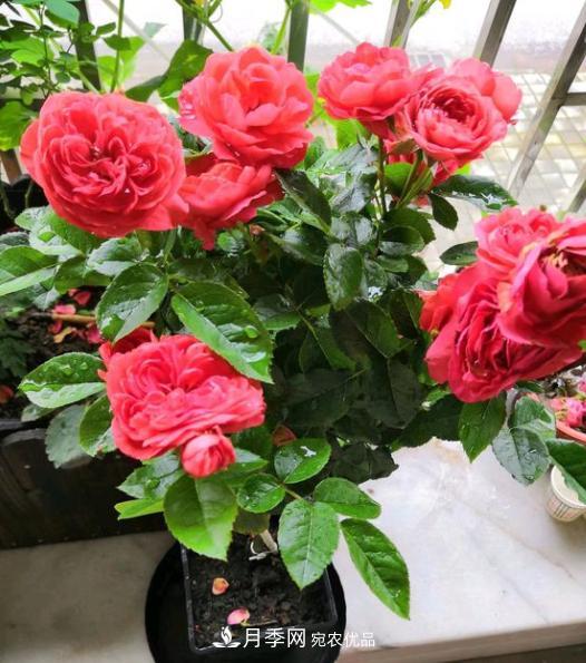 嫁接月季花，注意4個(gè)“要點(diǎn)”，輕松提高成活率(圖2)