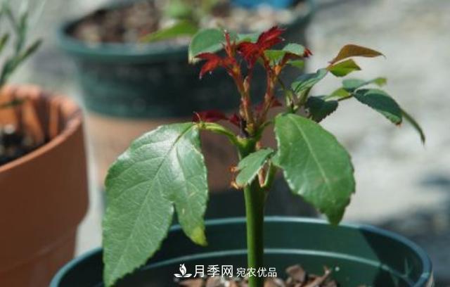 扦插月季花，幾月***合適？掌握幾個(gè)“關(guān)鍵點(diǎn)”，扦插都沒(méi)問(wèn)題(圖3)
